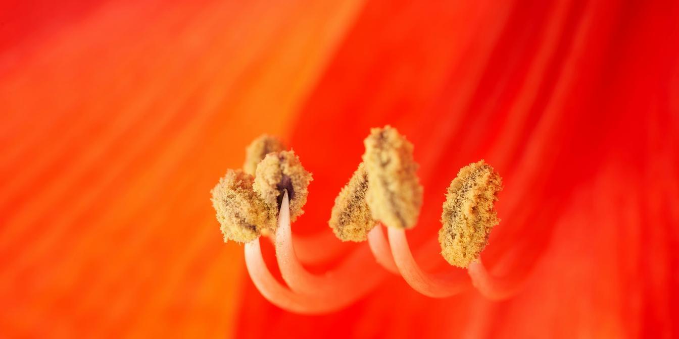 Close-up comparison of red saffron threads and yellow style portions