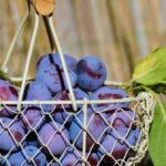 Measured bowl of dried plums beside a glucose meter and fresh plums