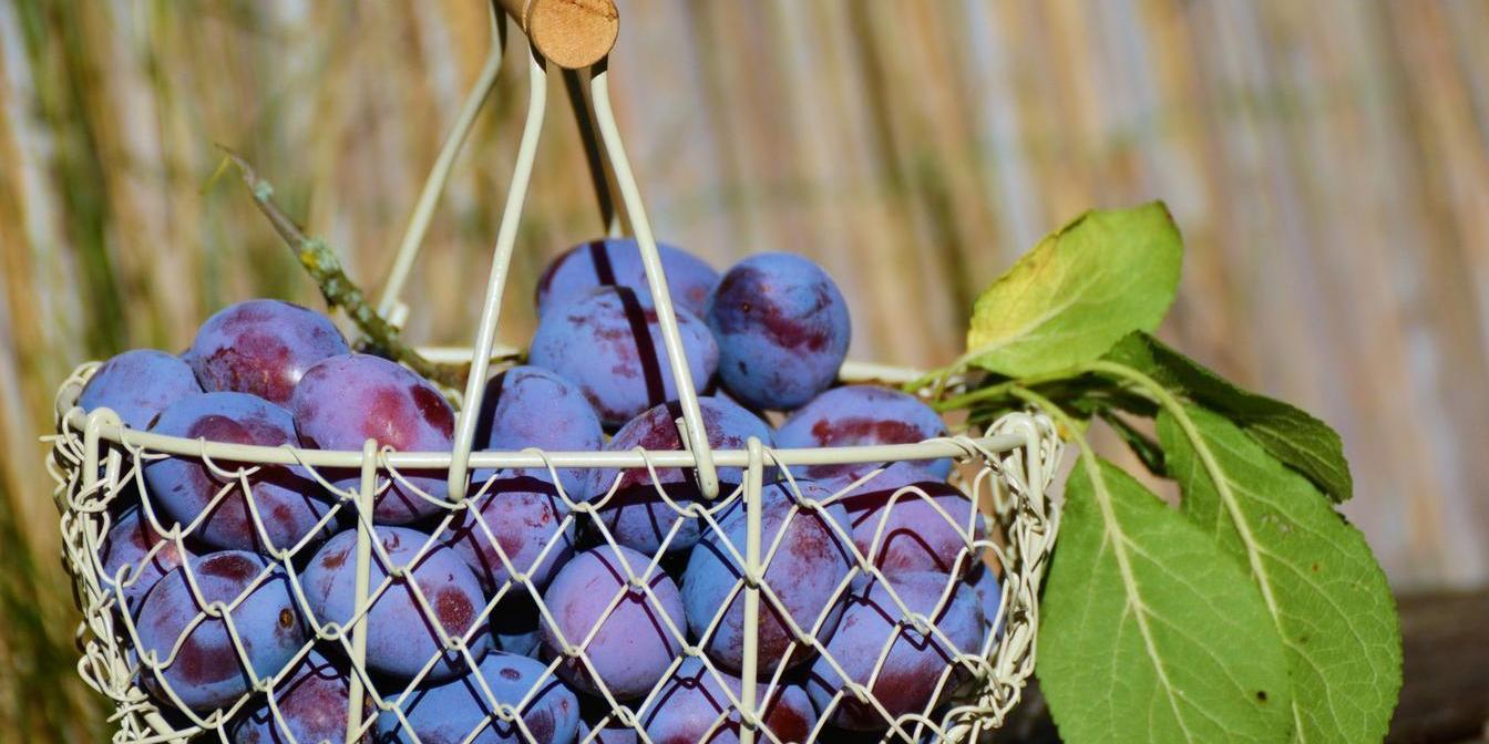 Are Dried Plums Good for Blood Sugar? What to Know Before Eating Them