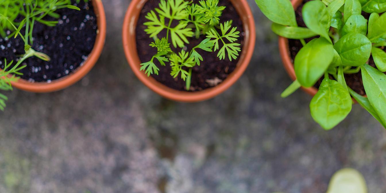 Dried herbs and herb mixtures used in Persian cooking