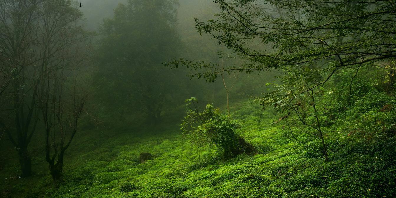 Green tea plantations in the hills around Lahijan in northern Iran